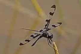 Celithemis fasciata