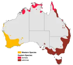 Distribución de Banksia en Australia.