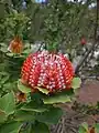 Espiga floral de Banksia coccinea en Albany