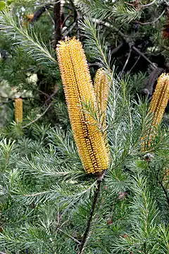 Banksia (Proteaceae)