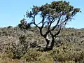 Árbol raquítico nudoso. Albany, WA