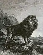 León del Atlas