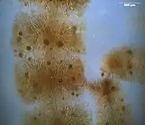 Batrachospermum, de apariencia gelatinosa