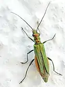 Hembra de Oedemera nobilis en la que se aprecian los fémures posteriores no dilatados