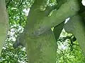 El clásico árbol marido y mujer con ramas unidas