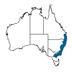 Mapa de distribución«Manorina (Manorina) melanophrys (Latham, 1801) Bell Miner». Atlas of Living Australia. Archivado desde el original el 18 de abril de 2016. Consultado el 25 de diciembre de 2018. 