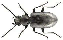 Bembidion bipunctatum