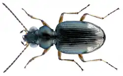 Bembidion foveolatum