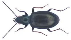 Bembidion geniculatum