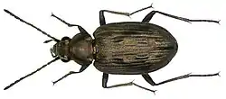 Bembidion litorale