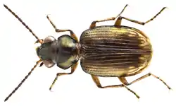 Bembidion niloticum