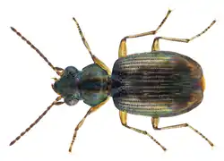 Bembidion sobrinum