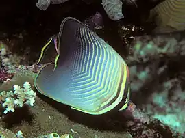 Chaetodon baronessa