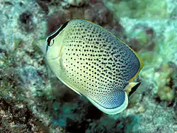 Chaetodon guttatissimus