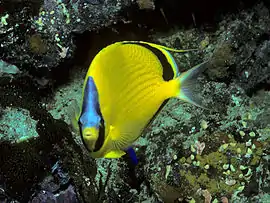 Chaetodon semeion