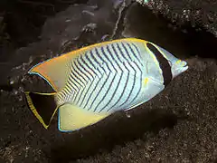 Chaetodon trifascialis