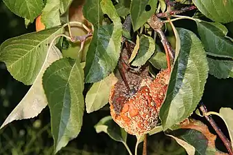 Efecto de la momificación de la fruta por Monilinia en un manzano.