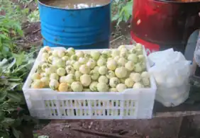 Berenjena blanca africana(Solanum macrocarpon)