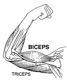 Dibujo de los músculos del brazo humanos