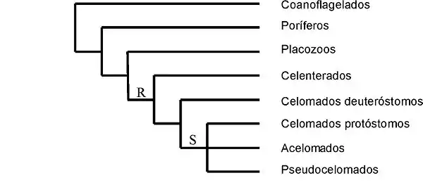 Cladograma de Bilateria según la teoría del arquicelomado(S= segmentación espiral; R= segmentación radial)