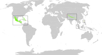 Mapa indicando las tres principales áreas de bosque subtropical de coníferas, en América, el Himalaya y en Luzón.