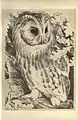 "Tawny owl", lámina 12 de Birds from Moidart and elsewhere (1895).