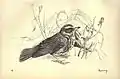 "Redwing", lámina 19 de Birds from Moidart and elsewhere (1895).