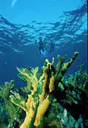 Buceo sobre A. palmata en el Parque nacional Biscayne.