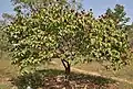 Bixa orellana con frutas en Hyderabad, India.