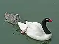 Un cisne con su polluelo en un parque de Carolina del Norte