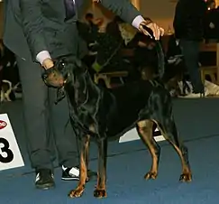 Una hembra black and tan coonhound posando en exhibición canina.