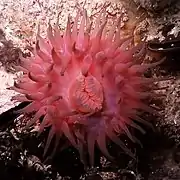 Actinia.