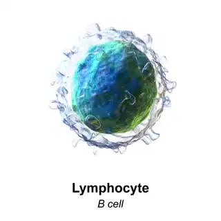 linfocitos b