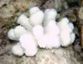 Pocillopora sp afectada por blanqueo, sin Symbiodinium