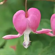 Floración de Lamprocapnos spectabilis