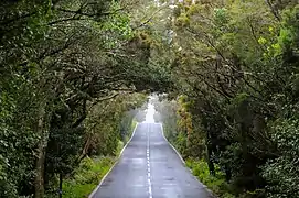 Carretera GM-1 en el parque