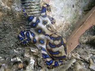 Pulpo sureño de anillos azules (Hapalochlaena maculosa)