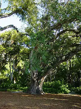 El árbol Bodhi en el "Foster botanical gardens".