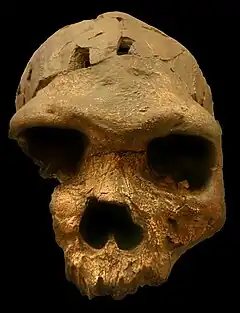 El cráneo Bodo tiene una capacidad de 1250 cm³, lo que le acerca a la de H. sapiens pero con rasgos cláramente arcaicos, como el gran arco supracirial. Es uno de los mejor conservados de esta especie y además se encontró asociado a artefactos líticos. Muestra marcas de lo que podría haber sido descarnamiento y, por tanto, canibalismo.