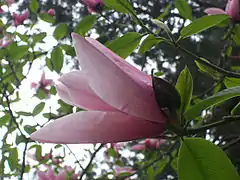 Un de las magníficas magnolias que se pueden ver en el Bois des Moutiers