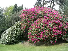 Un gran rhododendron bordea un claro en el Bois des Moutiers