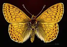 Boloria pales pales