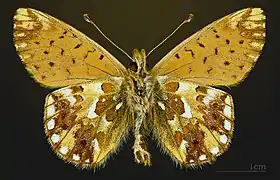 Underside Boloria pales pyrenesmiscens