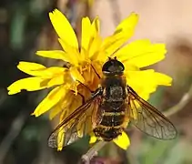 Mosca de la familia Bombyliidae Villa sp.