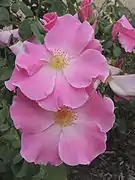 'Bonnie Jean' Archer 1933. HT. Alta, rosa única. Recogidos del jardín de Alister Clark. Archer especialista en rosas únicas, cree que sólo tres sobreviven. Su 'Ellen Willmott' está en la cama 5.
