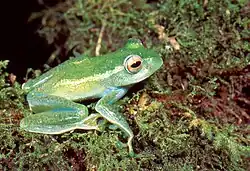 Boophis luteus