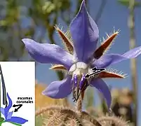 Escamas coronales señaladas en Borago officinalis.