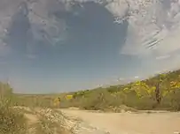 Temporada Seca: Floración de Guayacán. Tumbes - Perú.