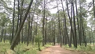 Bosque de TepuenteNanacamilpa
