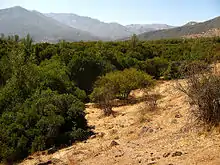 Bosque esclerófilo en las inmediaciones de Pirque.